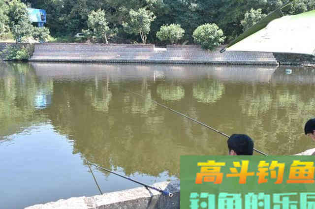 秋末要想钓好鲫鱼，建议你看看这篇文章，助提升渔获
