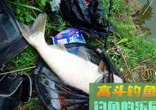 手竿如何垂钓大头鱼,4个方面重点就是饵要轻雾化好 手竿如何垂钓大头鱼,4个方面重点就是饵要轻雾化好