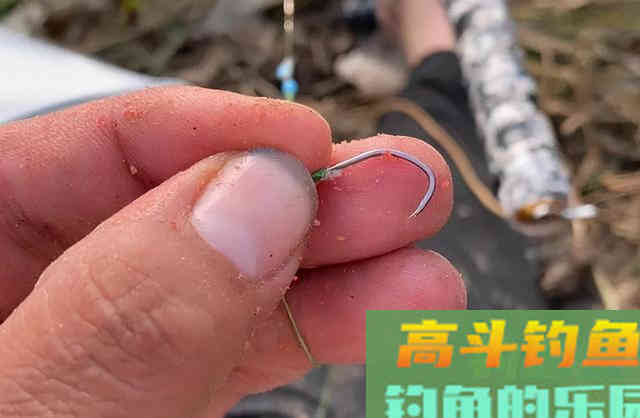 还有比黄辣丁更傻的鱼？胡子鲶：我不笨，就是嘴大吃得多