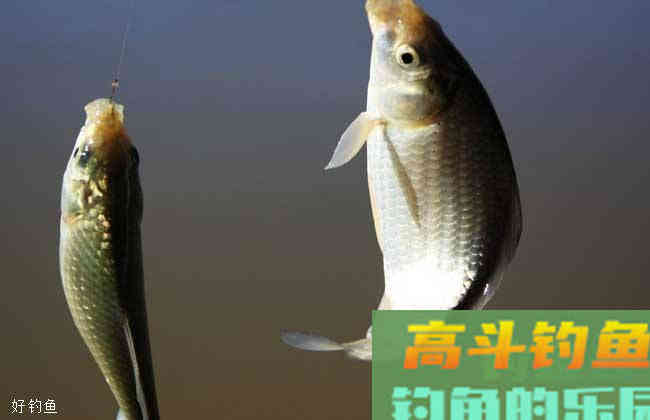 夏季钓鲫鱼的四个技巧,学会更容易上鱼 夏季钓鲫鱼的四个技巧,学会更容易上鱼