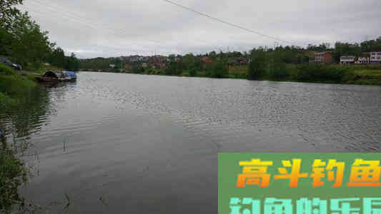 秋雨连连,钓鲢鱼,选择钓底还是钓浮 秋雨连连,钓鲢鱼,选择钓底还是钓浮