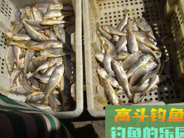 什么是黄鱼？如何垂钓黄鱼的一些技巧