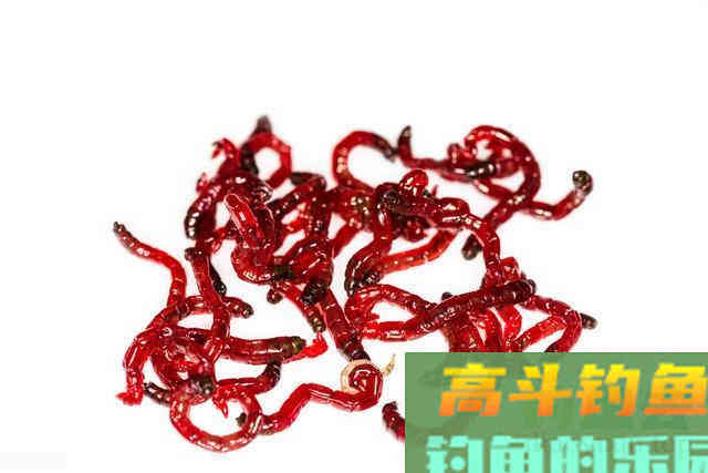 春钓鲫鱼,浅水和活饵是春钓鲫鱼的关键 春钓鲫鱼,浅水和活饵是春钓鲫鱼的关键