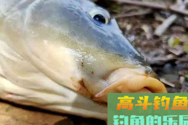 入秋后，钓鲤鱼，不试试这几招，鱼获休想翻倍