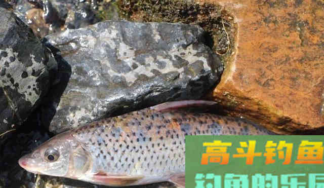 花骨鱼怎么钓？野钓客教你