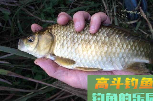 初秋太热，大板鲫怎么也不咬钩？试试我这3招