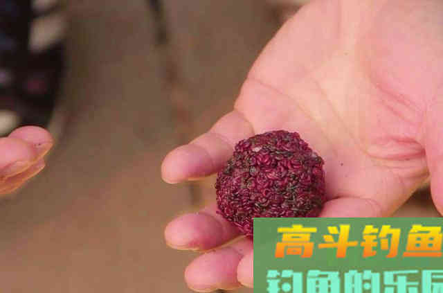 冷天配饵时，少加小药多用它，板鲫中钩率高
