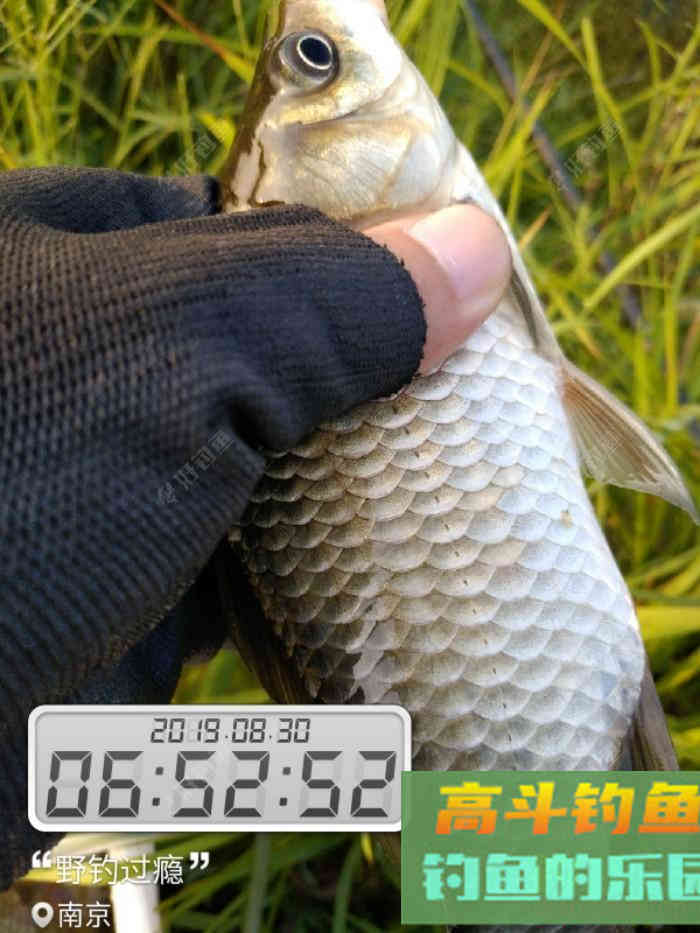 秋季如何垂钓大板鲫？传统钓七星漂、朝天钩组合