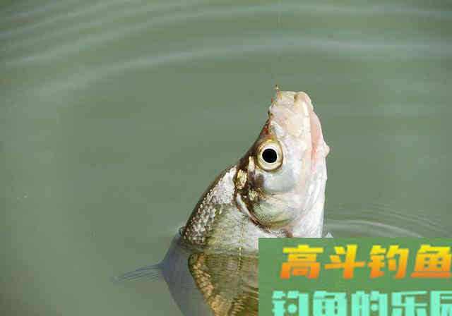 钓翘嘴的季节到了，牢记这6点，钓翘嘴比钓鲢鱼还简单