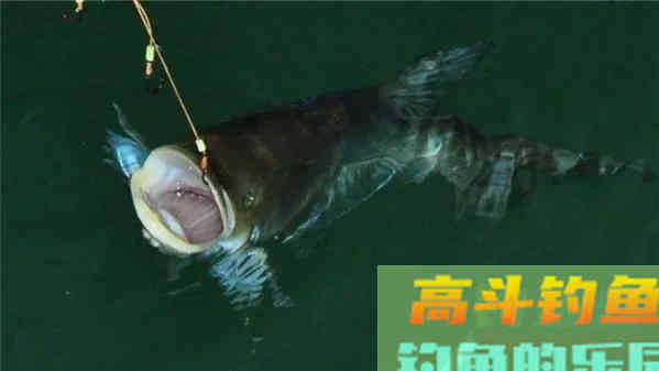鲢鳙好不好钓？答案：好钓