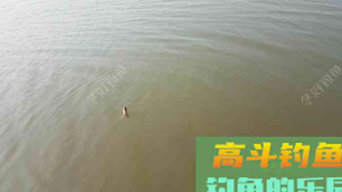野钓策,野钓鲫鱼调与钓的几点感触 野钓策,野钓鲫鱼调与钓的几点感触