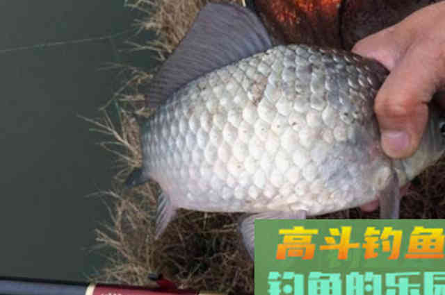 冬钓钓大板鲫,按我说的做,竿竿中鱼不停歇 冬钓钓大板鲫,按我说的做,竿竿中鱼不停歇