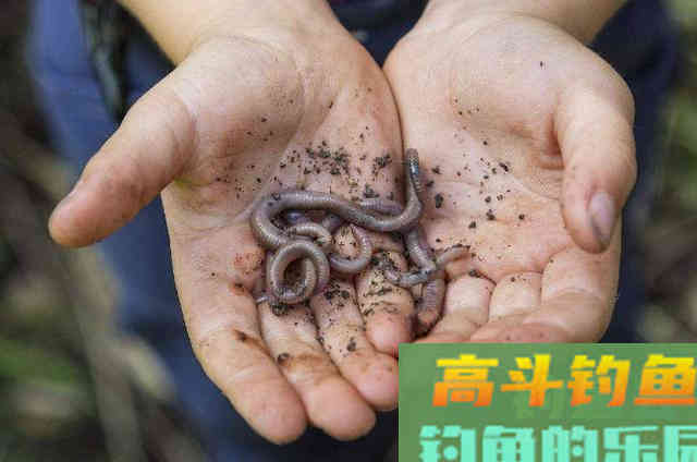 鲫鱼别一味用台钓，使用这玩法十用九准