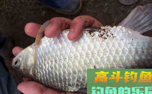 深秋钓鲫鱼子线多长？饵料蚯蚓红虫这种长度合适吗