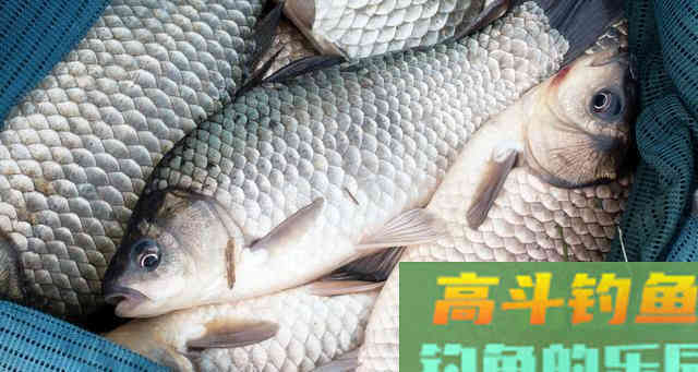 钓友问：初春温度升高，不打窝钓鲫鱼可以吗