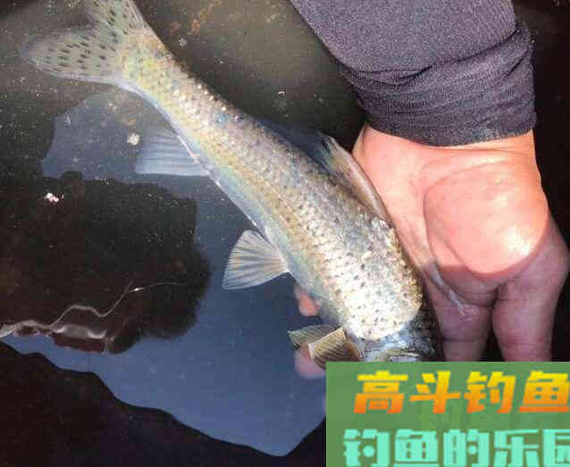 花骨鱼怎么钓？野钓客教你