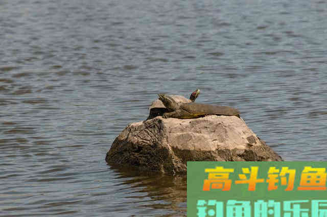 河道经常发现狡猾甲鱼露出水面，要怎么钓上岸
