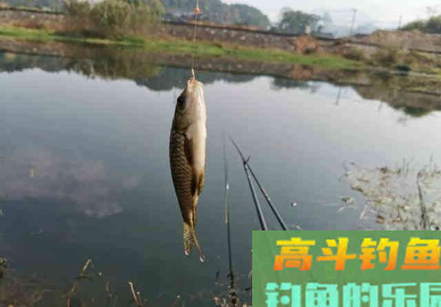 光水钓鲫鱼那点事儿，用长竿太累，但能比别人钓得更多