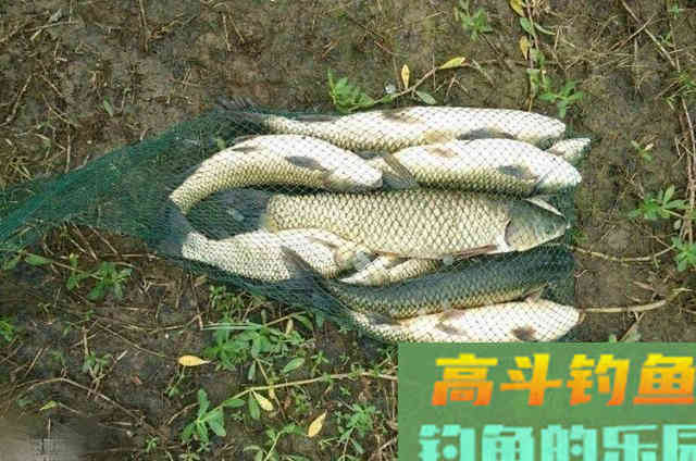 仲秋时期,野钓大草鱼必须弄明白的4个技巧 仲秋时期,野钓大草鱼必须弄明白的4个技巧