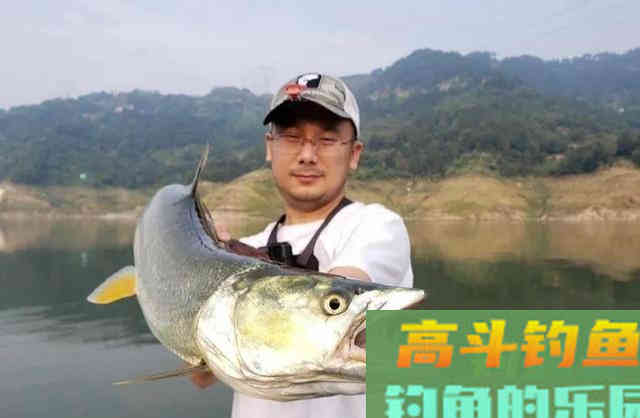 被公认为淡水霸主的鳡鱼，本该无敌于淡水鱼类，却已日渐减少