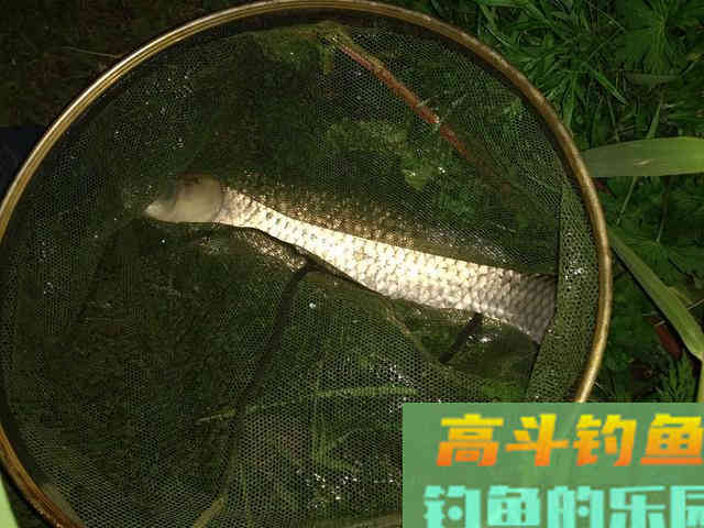 用芦苇叶钓草鱼怎么挂钩?其实很好办,打个结而已 用芦苇叶钓草鱼怎么挂钩?其实很好办,打个结而已