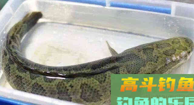 夏季钓黑鱼，分析黑鱼的生活习性选择合适钓法