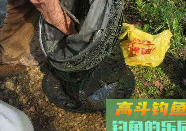 两斤的鲮鱼能切2.0的子线，这种鱼该如何垂钓？