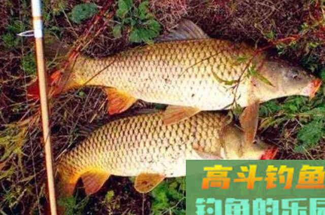 夏季户外野钓鲤鱼的技巧和方法分享 夏季户外野钓鲤鱼的技巧和方法分享