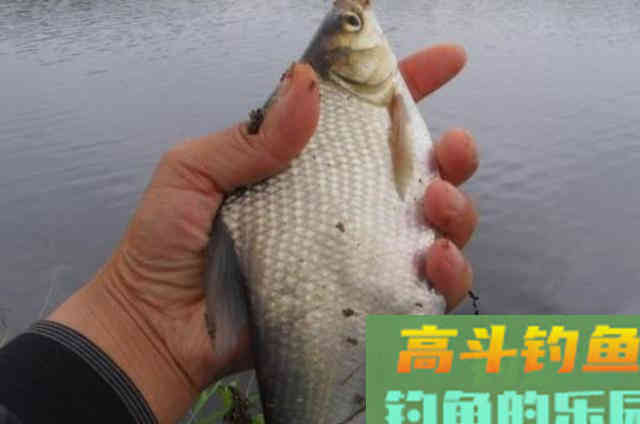 别瞧鳊鱼小,如果没这百试不爽的钓法,休想爆护 别瞧鳊鱼小,如果没这百试不爽的钓法,休想爆护