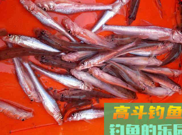 船丁子的钓法介绍，此鱼身长嘴巴小行动迅速