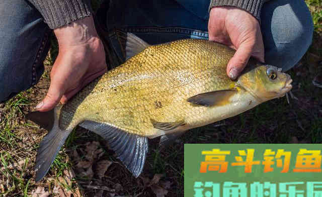鳊鱼怎么钓更好？中秋过后采用这种钓法效果好