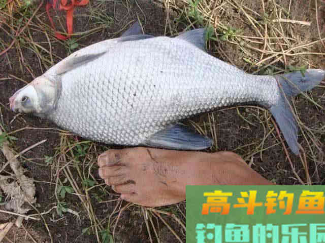 鳊鱼嘴馋属于傻鱼,分享一种特效饵和三种钓法 鳊鱼嘴馋属于傻鱼,分享一种特效饵和三种钓法