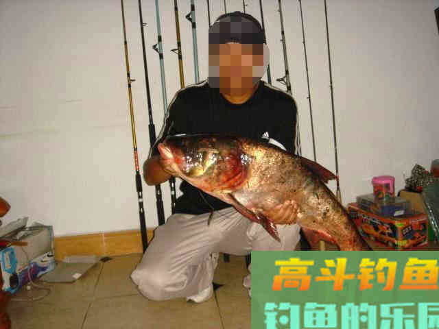 如何区分鲢鱼和鳙鱼,又该如何垂钓此鱼呢?附自制饵 如何区分鲢鱼和鳙鱼,又该如何垂钓此鱼呢?附自制饵