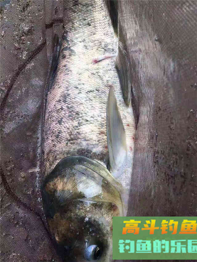 春钓鲢鳙攻略，春季遛鱼拉力担当，全方位钓法分析