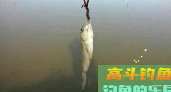 这种钓法不用饵，专门钓草洞、冰洞，上钩的全是大鲫鱼