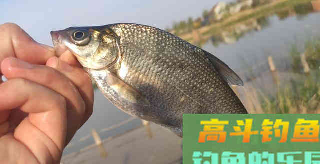 不钓翘嘴不钓草！这类鱼种才容易爆护