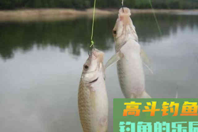 喜欢春钓鲫鱼就收藏吧，3个简短用漂技巧