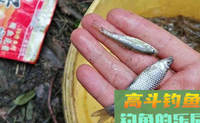 麦穗鱼的垂钓技巧，这种小鱼圆滚滚很鲜美