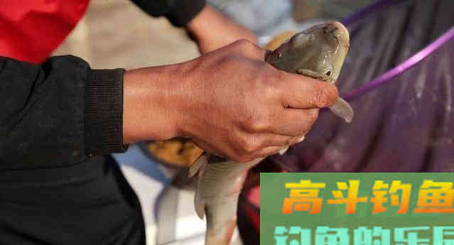 裸斑是什么鱼种?生活习性是什么,如何钓 裸斑是什么鱼种?生活习性是什么,如何钓