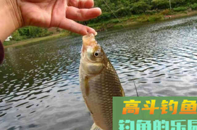 大板鲫始终不吃饵?老钓手传授你几招 大板鲫始终不吃饵?老钓手传授你几招