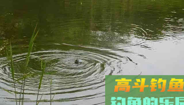 选择合适的季节、钓点、钓深,钓上大鲫鱼 选择合适的季节、钓点、钓深,钓上大鲫鱼