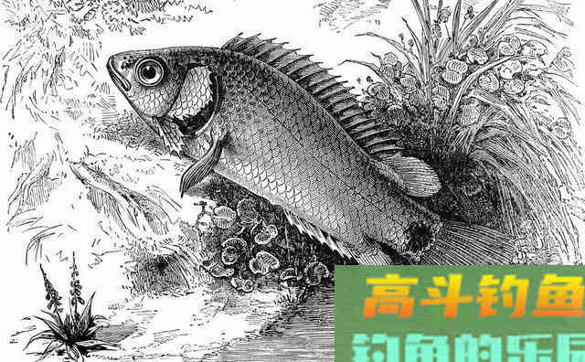 过山鲫为什么能自己上岸并行走？怎么钓过山鲫