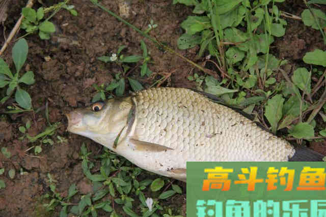 只要窝子打得对路子,连蚯蚓都能钓上来草鱼 只要窝子打得对路子,连蚯蚓都能钓上来草鱼