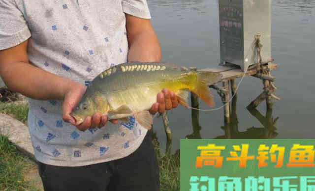 这条鲤鱼太丑了，你还经常钓到