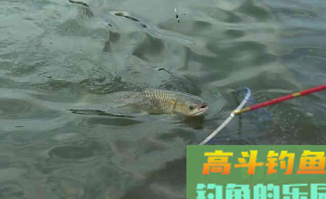 常用的三种草鱼钓法,用饵和思路还上另有篇章 常用的三种草鱼钓法,用饵和思路还上另有篇章