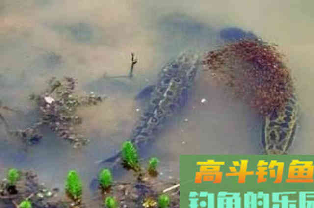 热天一旦换用这钓法，黑鱼接二连三的上