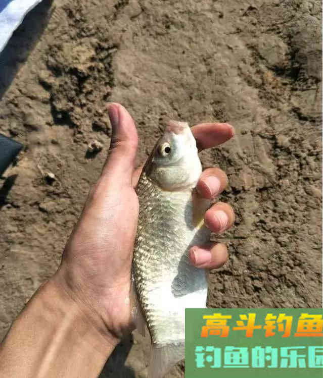 进入初秋之后要怎样钓鲫鱼呢?5个技巧告诉你 进入初秋之后要怎样钓鲫鱼呢?5个技巧告诉你