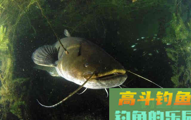 想要收获大鲶鱼,就要了解鲶鱼的生活习性 想要收获大鲶鱼,就要了解鲶鱼的生活习性