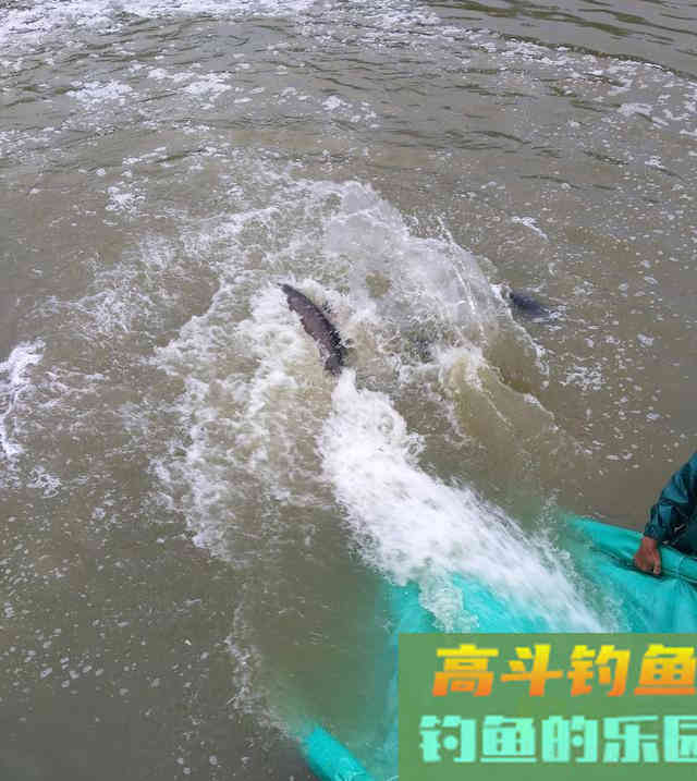 鸭嘴鱼的介绍，与鸭嘴鱼的垂钓方法技巧