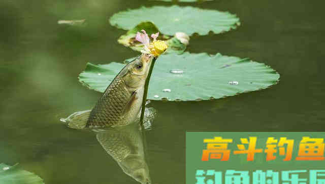 野生草鱼为什么夏季好钓,深秋却难钓?做好这3点即可 野生草鱼为什么夏季好钓,深秋却难钓?做好这3点即可